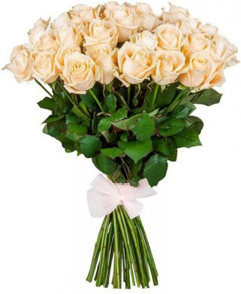 Розы Эквадор кремовые